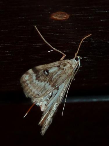 Réf. 183 710 : Parapoynx stratiotata